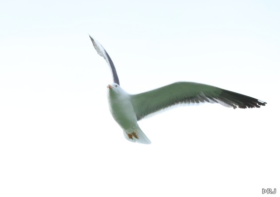 IMG_7067.JPG